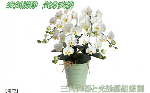 綺麗で丈夫な三河陶器で贈る 光触媒胡蝶蘭小輪３本立 モエギの陶器 白色の花 H100 029 Jalふるさと納税 Jalのマイルがたまるふるさと納税サイト