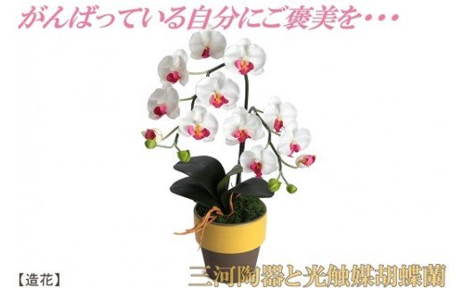 綺麗で丈夫な三河陶器で贈る 光触媒胡蝶蘭小輪１本立 やまぶきの陶器 白桃色の花 H100 038 Jalふるさと納税 Jalのマイルがたまるふるさと納税サイト