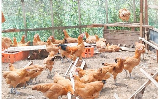 碧南deliシリーズ 無添加トマトベーコンキッシュ 2個 H080 014 Jalふるさと納税 Jalのマイルがたまるふるさと納税サイト