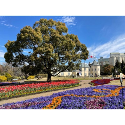 å®åç£æ¥æåå
¬åãã³ããŒã¯ãå
¥åãã±ãã(4åæ§å)ã1116228ã