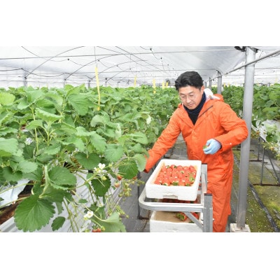 【碧海そだち】安城いちご『愛きらり』250g×4パック(7〜12玉入/1パック)【配送不可地域：離島・北海道・沖縄県】【1701587】