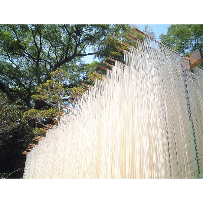 【期間限定】和泉手延べ麺　半生もどし長そうめん　たつみ麺店【1297419】