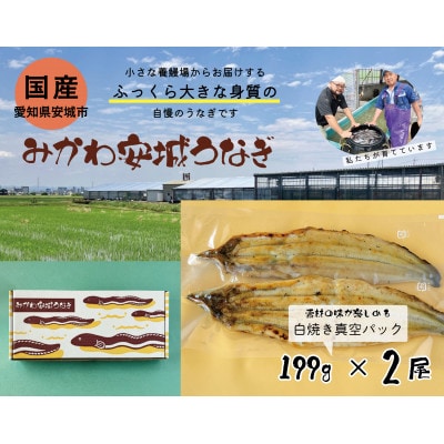 みかわ安城うなぎ　大きな白焼き　2尾【配送不可地域：離島】【1631472】