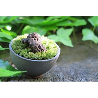 三州モスポット(sanshu moss pot)【1093948】