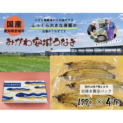 みかわ安城うなぎ　大きな白焼き　4尾【配送不可地域：離島】【1631476】