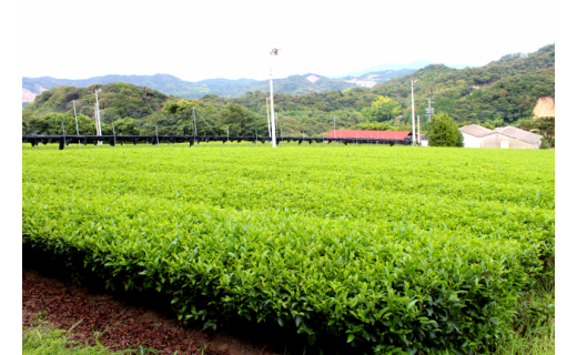 西尾吉良「茶うどん」(4人前)【粉末緑茶8包付き】2セット・N048-12