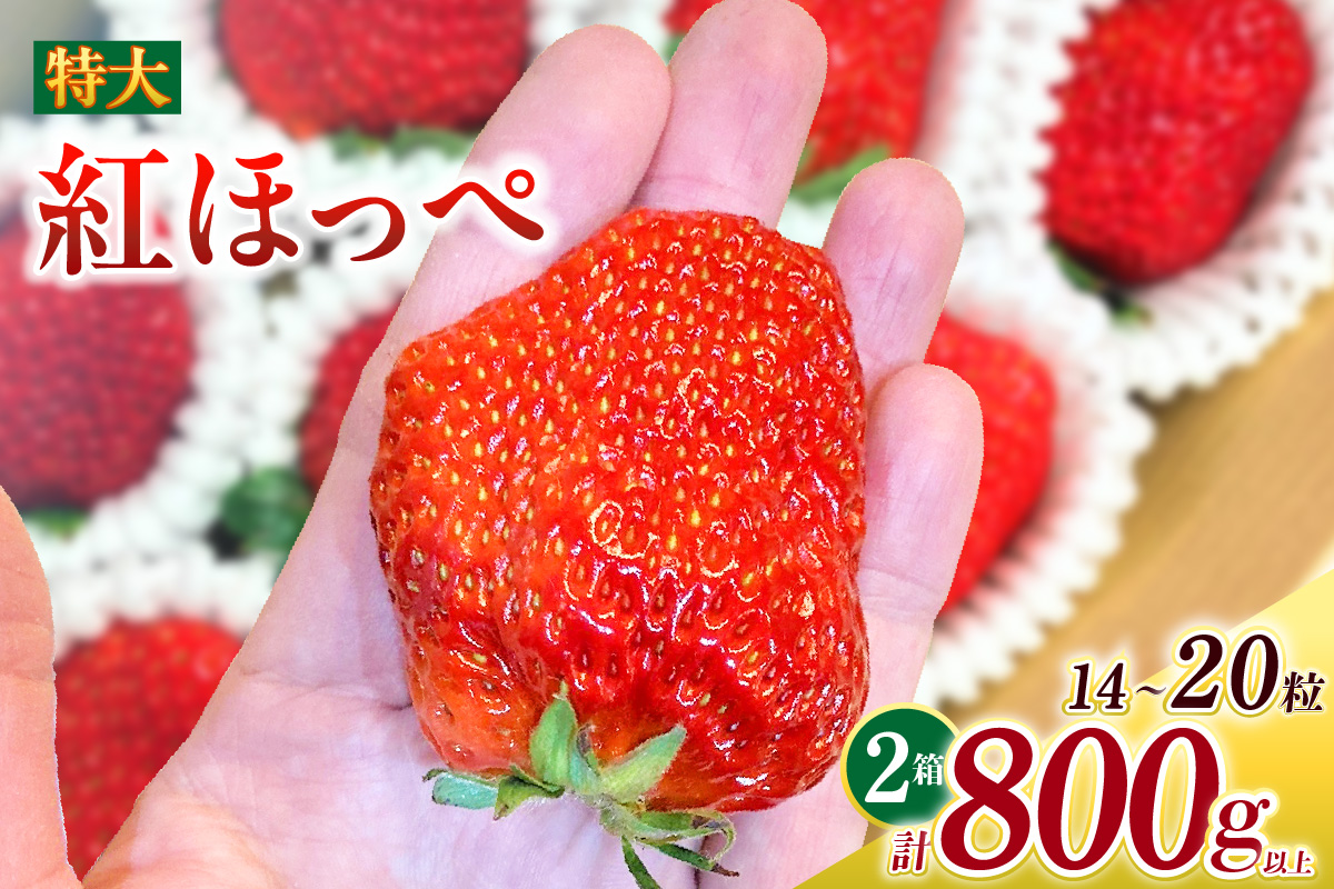 特大いちご(紅ほっぺ)　400g以上(7～10粒)×2箱・O041-22