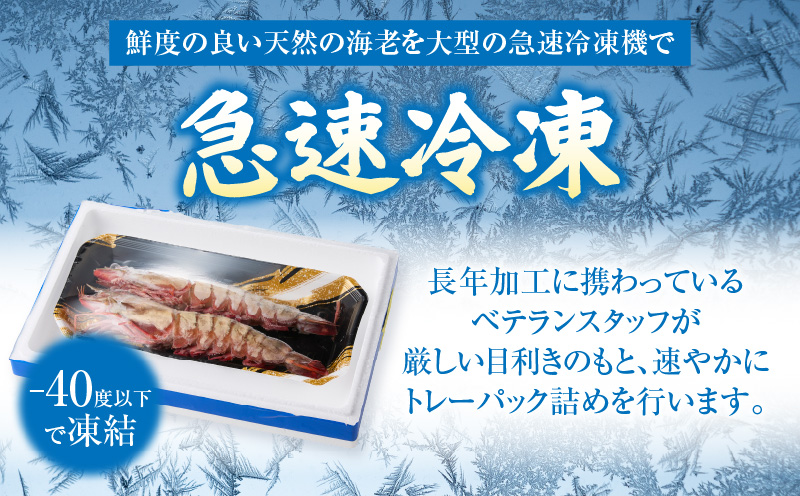 【数量限定！特別価格】〈高級〉KING SEA TIGER 王の海老2尾・K305-12