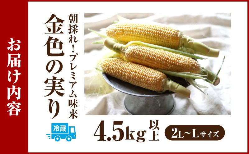 朝採れ！プレミアム味来　～金色の実り～　4.5kg以上(2L〜L)・S064