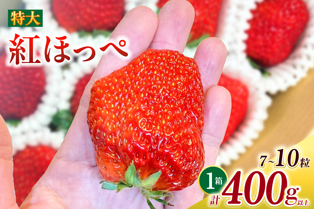 特大いちご(紅ほっぺ)　400g以上(7～10粒)×1箱・O036-13