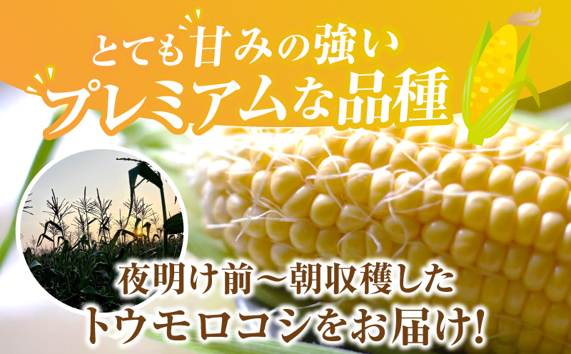 朝採れ！プレミアム味来　～金色の実り～　20本・S066