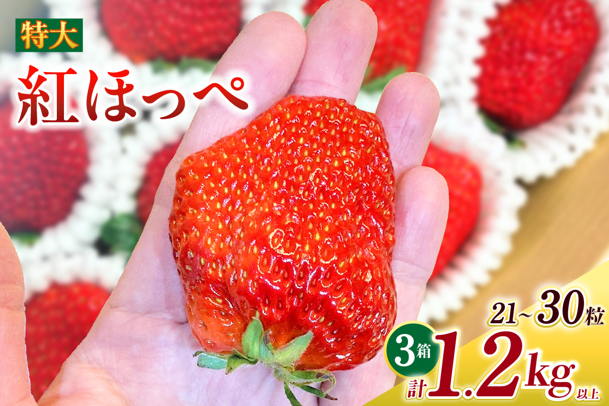 特大いちご(紅ほっぺ)　400g以上(7～10粒)×3箱・O042-30