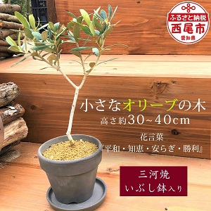 小さなオリーブの木(三河焼いぶし鉢入)・K193-14