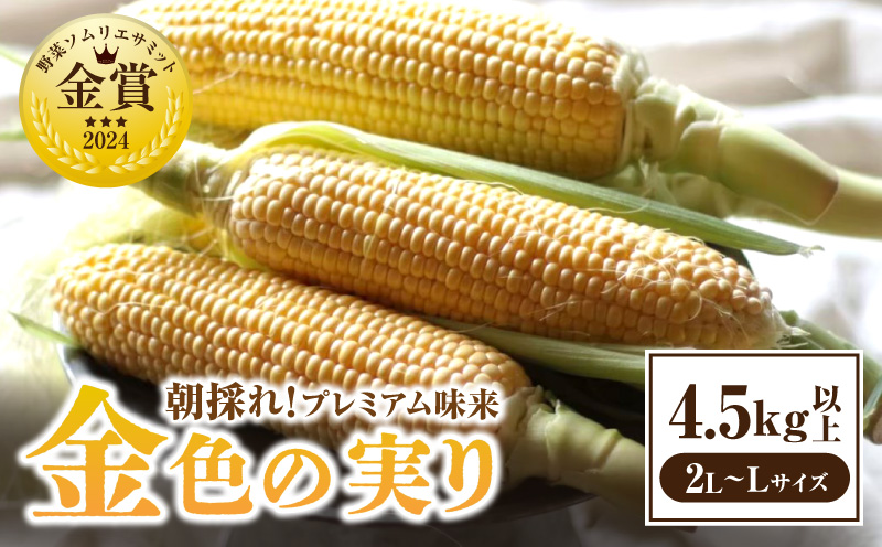 朝採れ！プレミアム味来　～金色の実り～　4.5kg以上(2L〜L)・S064