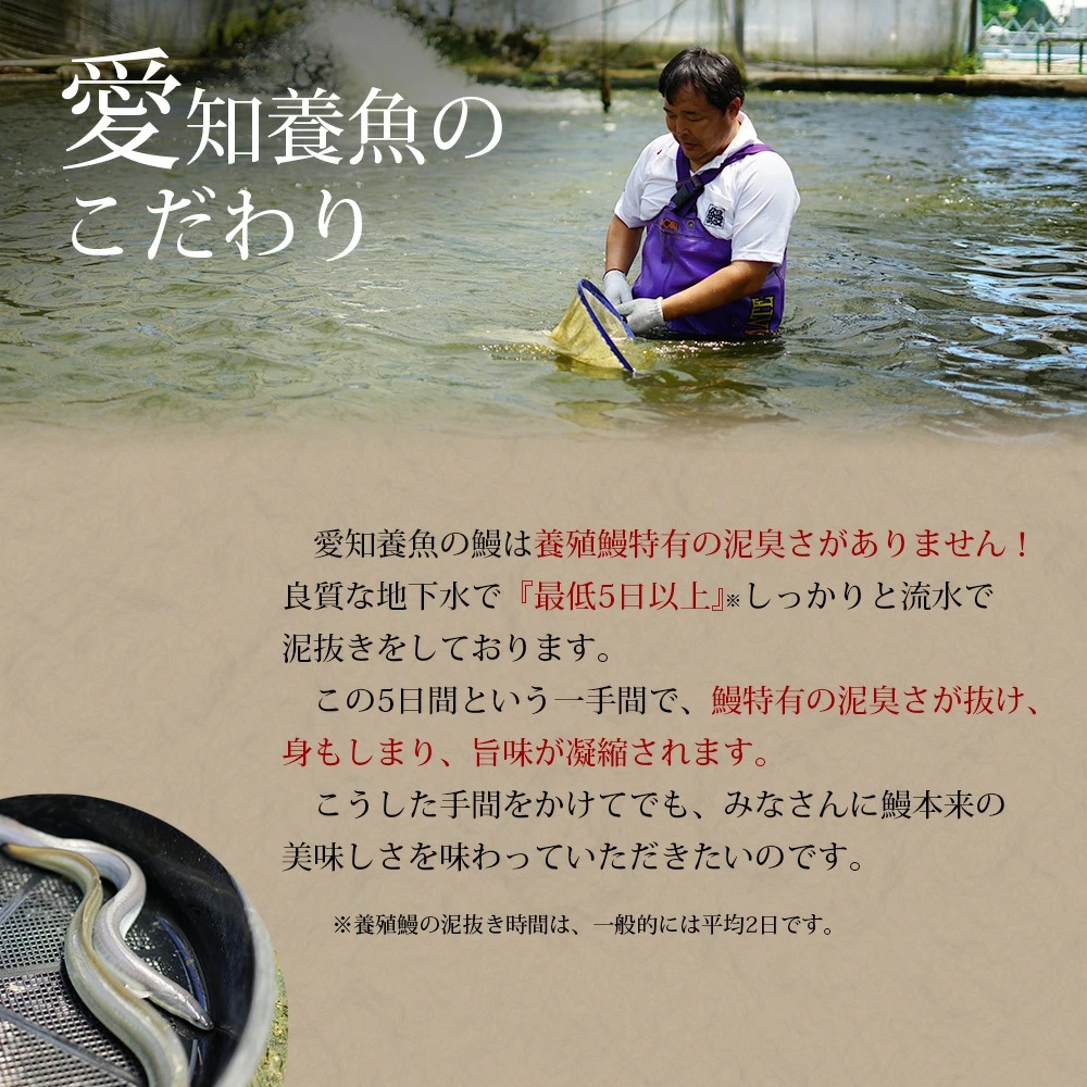 三河産うなぎ「おばけ蒲焼うなぎ2尾」(2尾合計450〜460g) 鰻 ウナギ うなぎ 蒲焼 国産 うなぎ蒲焼 タレ付き たれ 国産うなぎ 蒲焼き うな丼 丑の日 土用の丑の日・A126-19