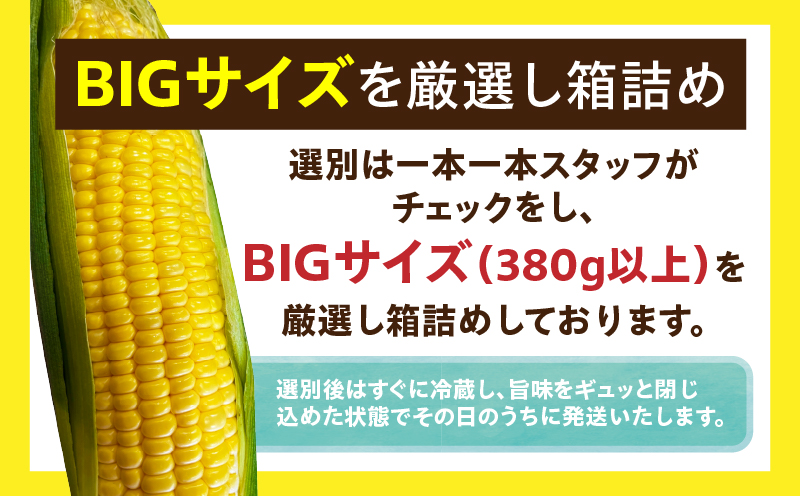 まるで食べるコーンスープ【BIG味来】12本 とうもろこし・H061