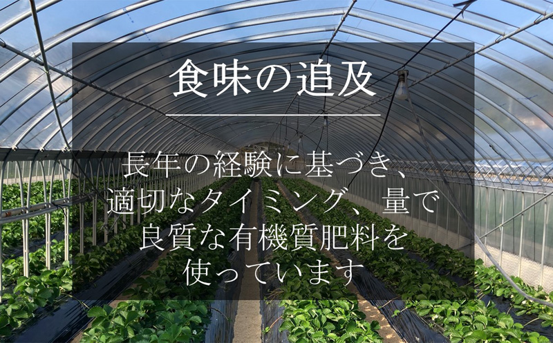 特大いちご(紅ほっぺ)　400g以上(7〜10粒、1粒40g以上)・O036-12 ／オオダケイチゴ 