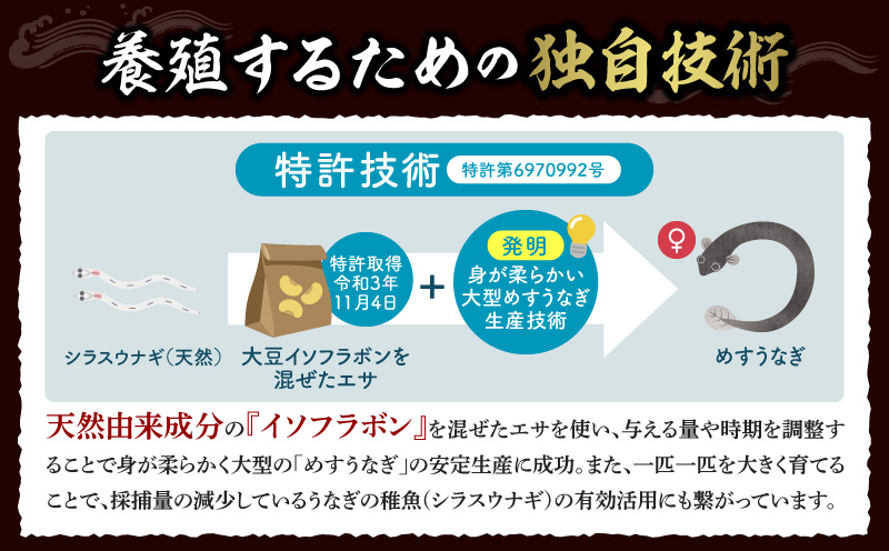 一色産めすうなぎ無頭長蒲焼2尾（300g）・I059