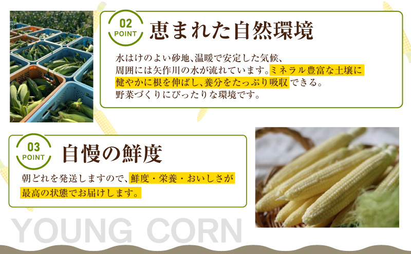 朝採れ！プレミアム味来のヤングコーン　　50本・S100