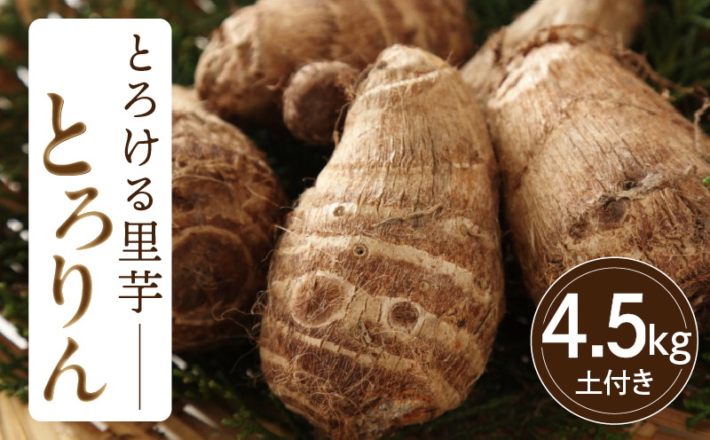 【お試し】とろける里芋『とろりん』土付き 4.5kg・H059