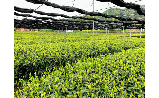 ＜西尾市吉良町＞かぶせ茶の里　お茶のながや 特上　かぶせ茶100g・特上　かりがね100g・O025-8