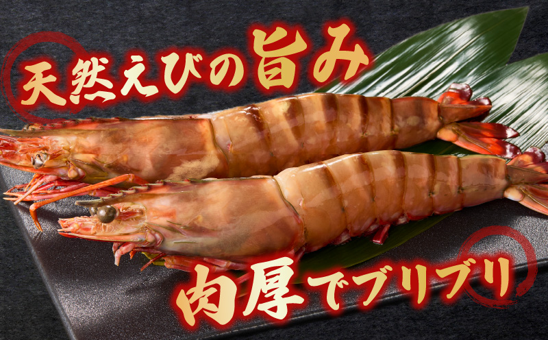 【数量限定！特別価格】〈高級〉KING SEA TIGER 王の海老2尾・K305-12