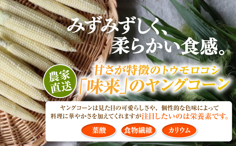 朝採れ！プレミアム味来のヤングコーン　　50本・S100
