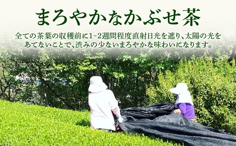 【吉良茶】粉末かぶせ茶 スティックタイプ　0.5g×100本・O059