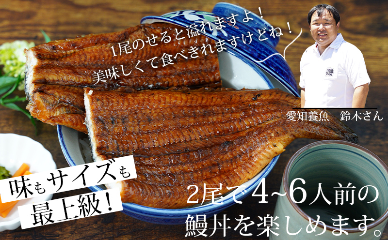 【定期便】三河産うなぎ「超おばけ蒲焼き2尾(合計500g以上)」×6回(隔月1回　1年間)・A134-114