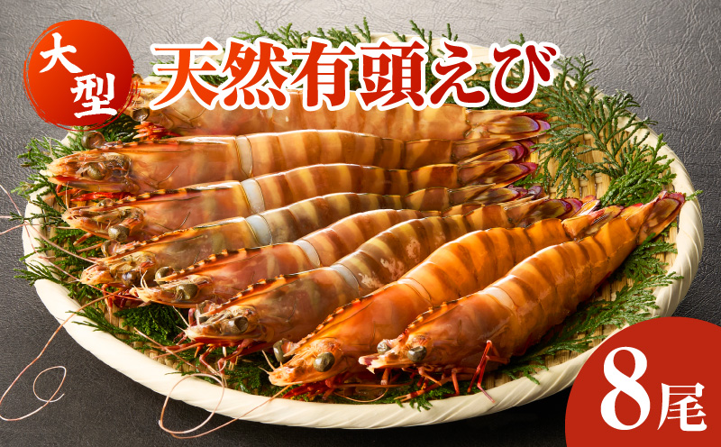 大型天然有頭えび8尾・K301