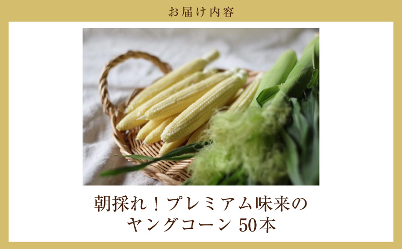 朝採れ！プレミアム味来のヤングコーン　　50本・S100