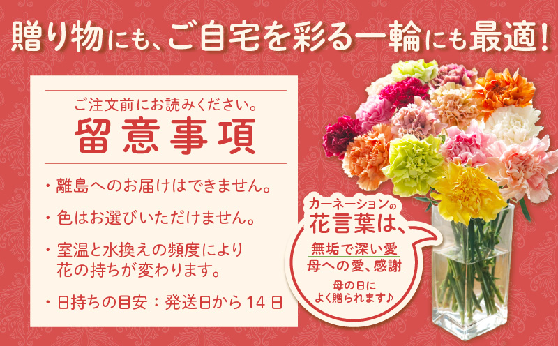 【母の日までにお届け（4/20までに決済完了）】生産者直送　想いを届けるカーネーション花束・T164