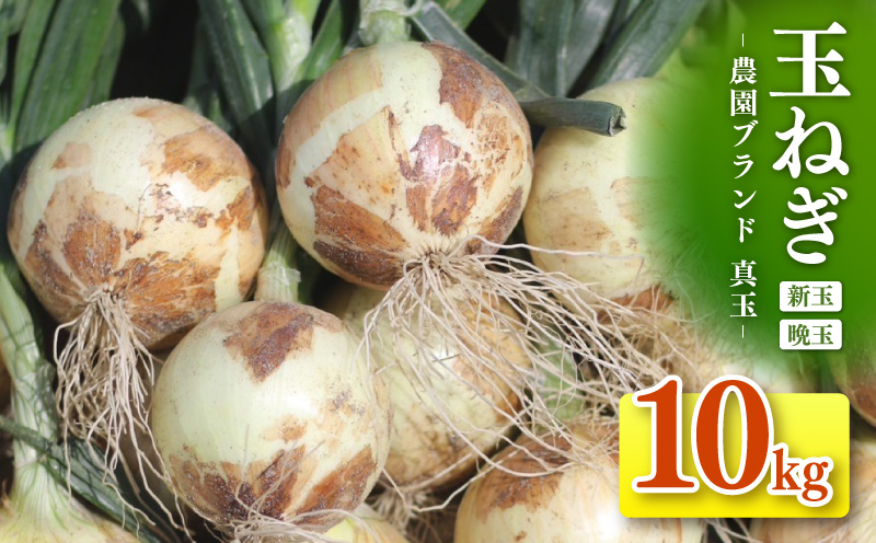 口に広がる優しい甘さの玉ねぎ ～真玉～　10kg（箱の重さ込み）・S098