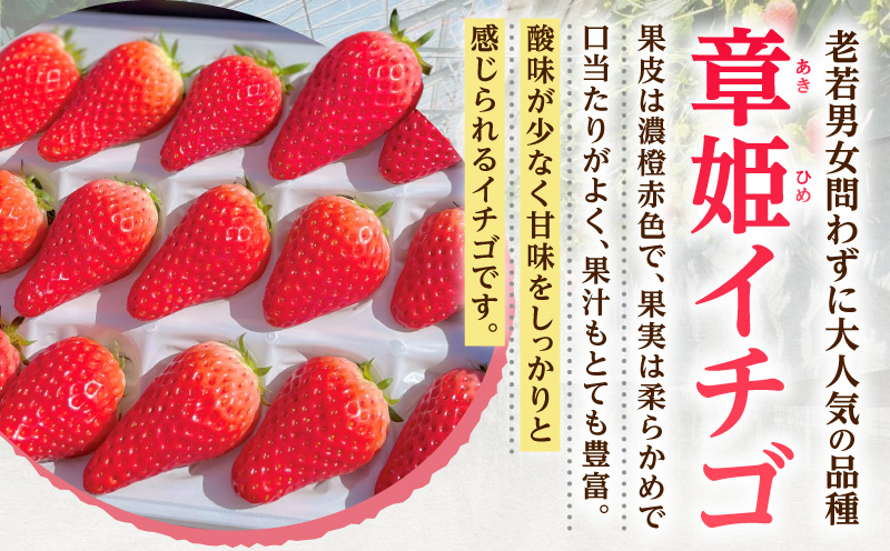 章姫(あきひめ) イチゴ15粒×1ケース 【生産地】愛知県西尾市産・D033