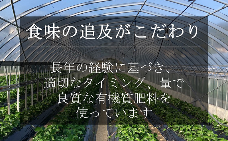 訳ありバラ詰めいちご(紅ほっぺ)　900g以上・O040-9-1 ／オオダケイチゴ 