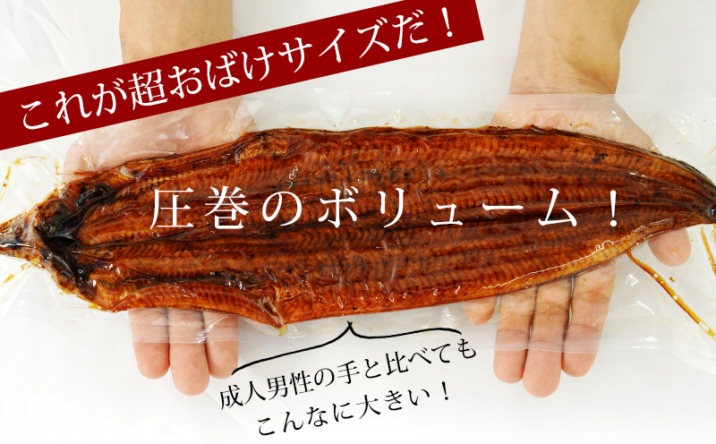 【定期便】三河産うなぎ「超おばけ蒲焼き2尾(合計500g以上)」×6回(隔月1回　1年間)・A134-120