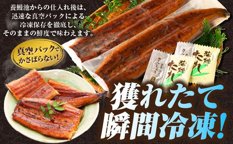 三河一色産うなぎ蒲焼 6尾（約960g）・O070