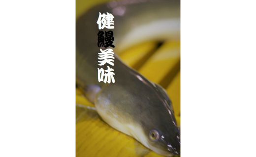 一色産うなぎ蒲焼 無頭(4〜6尾　合計600g以上)・T055-320