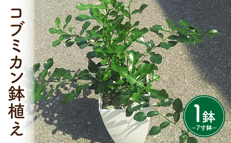 コブミカン鉢植え・T109-290