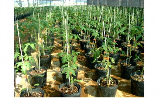 繝。繝シ繝繝ォ蝓ケ鬢雁悄14Lテ4陲九サA017-19