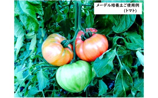 繝。繝シ繝繝ォ蝓ケ鬢雁悄14Lテ4陲九サA017-19