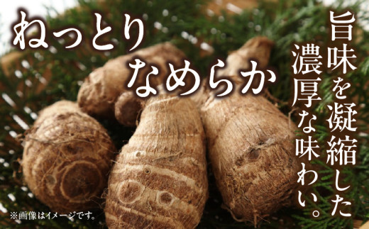 絶品里芋　～天晴れ～　4kg・S067-135