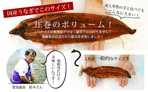 縲願ヲ乗シ螟悶し繧、繧コシ√九→縺ヲ繧ょ、ァ縺阪↑荳画イウ逕」縺縺ェ縺 闥イ辟シ1蟆セシ300g莉・荳奇シ 蝗ス逕」 魏サ 諢帷衍繝サA135-13