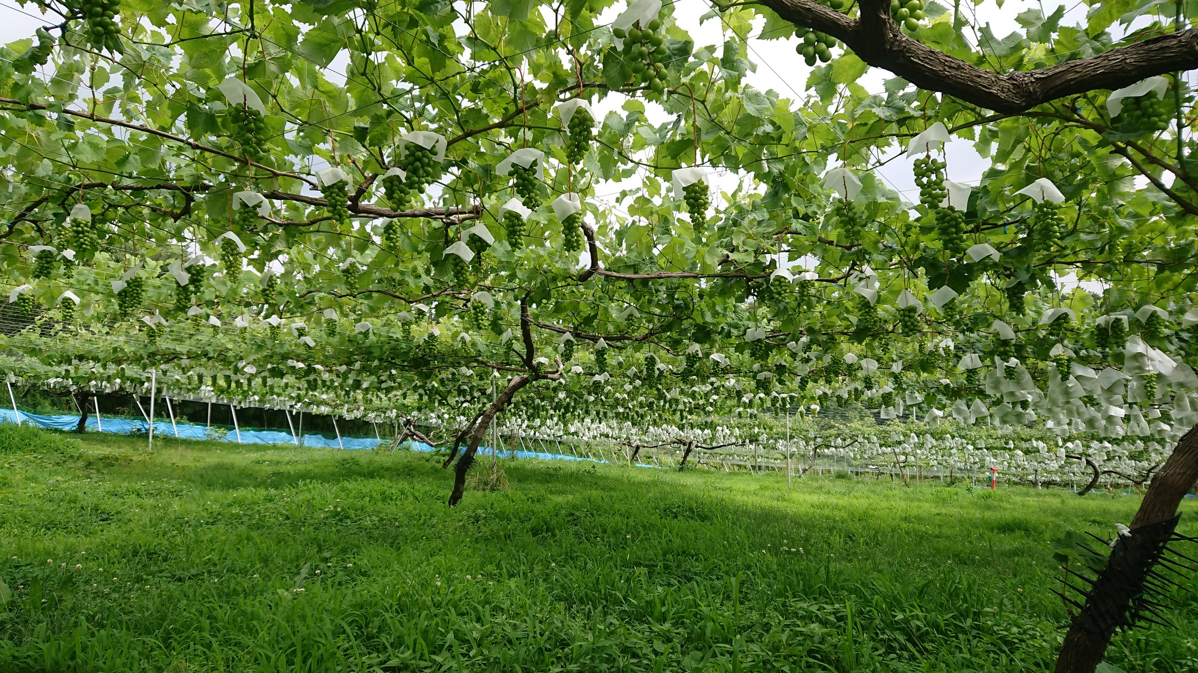 【期間限定・数量限定】犬山産 シャインマスカット 約2キロ（先行予約）