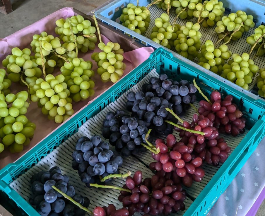 【期間限定・数量限定】犬山産 シャインマスカット 約2キロ（先行予約）