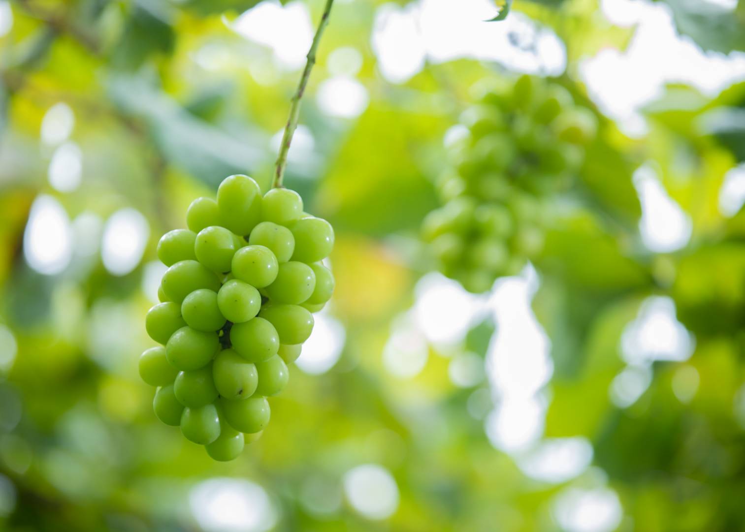 【期間限定・数量限定】犬山産 シャインマスカット 約2キロ（先行予約）