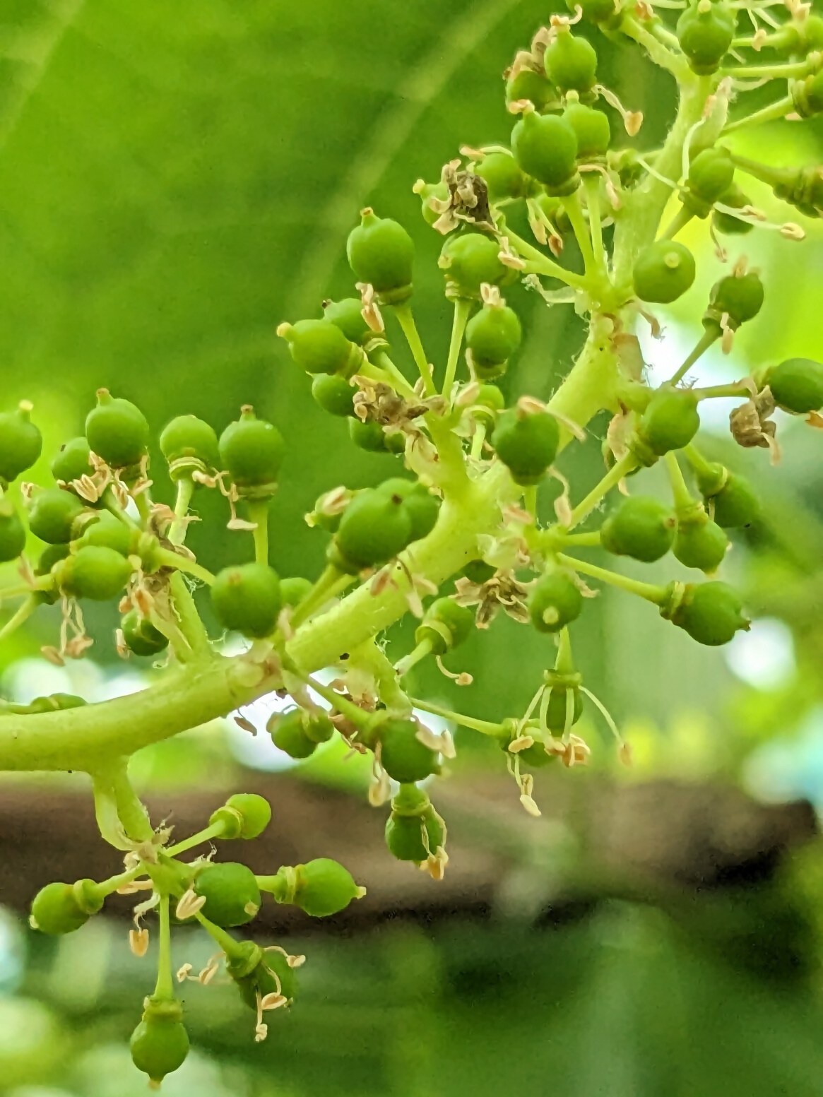 【期間限定・数量限定】犬山産 シャインマスカット 約2キロ（先行予約）