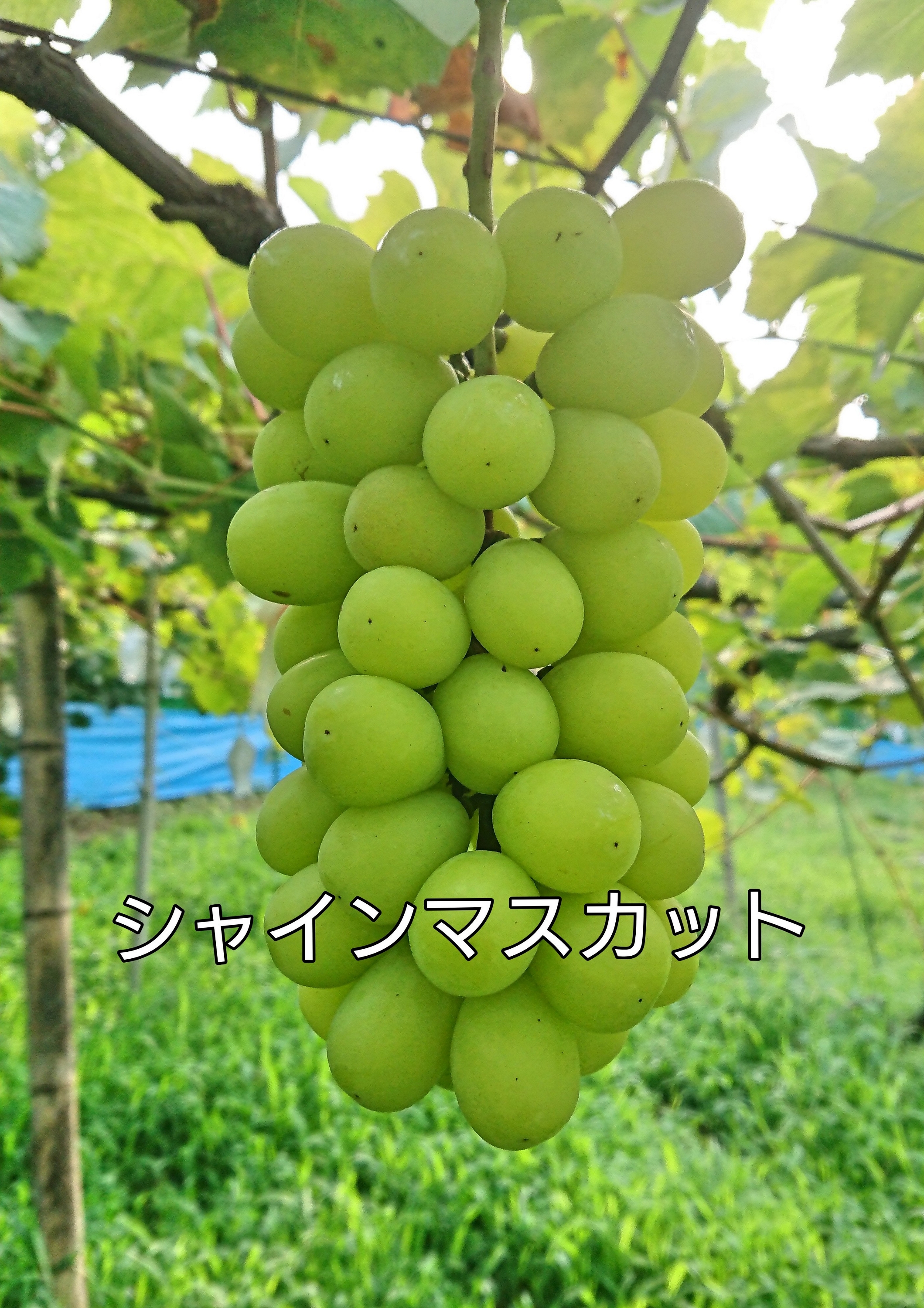 【期間限定・数量限定】犬山産 シャインマスカット 約2キロ（先行予約）