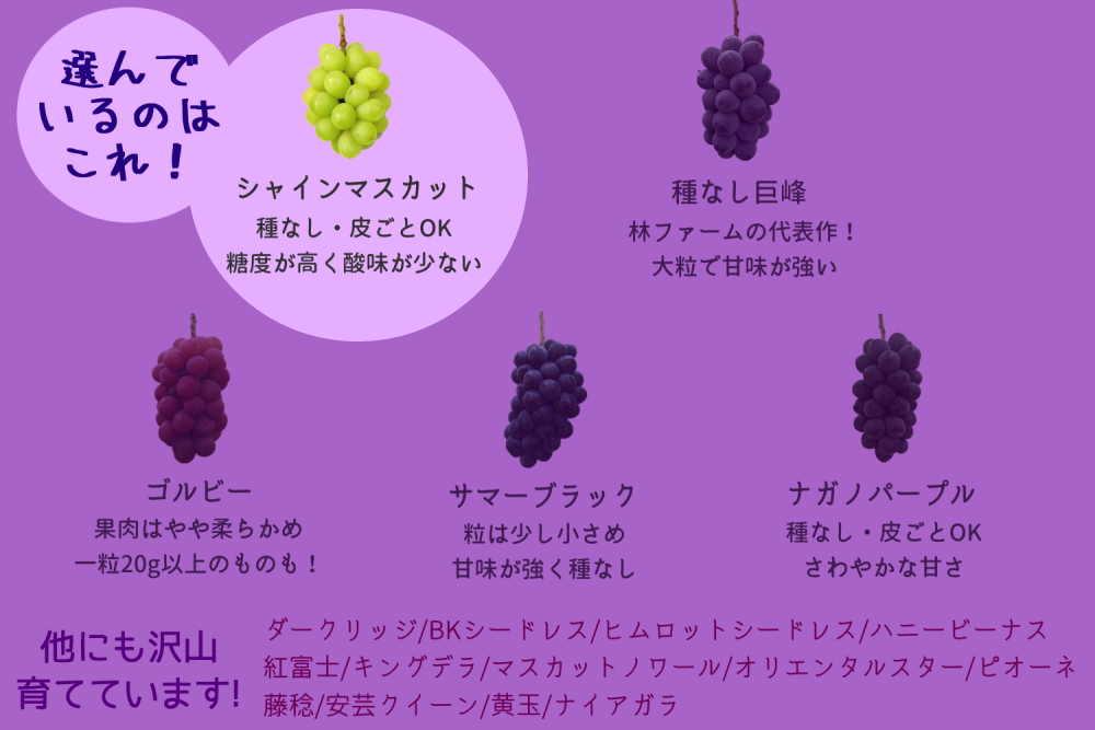 【期間限定・数量限定】犬山産 シャインマスカット 約2キロ（先行予約）