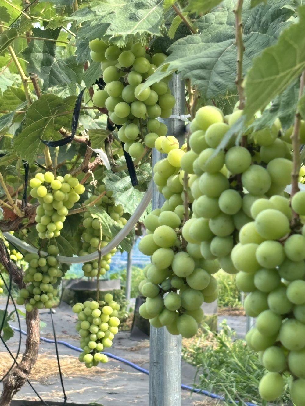 【2026年先行予約】犬山市楽田産 葡萄（シャインマスカット、ナガノパープル）、桃（あかつき）詰め合わせ